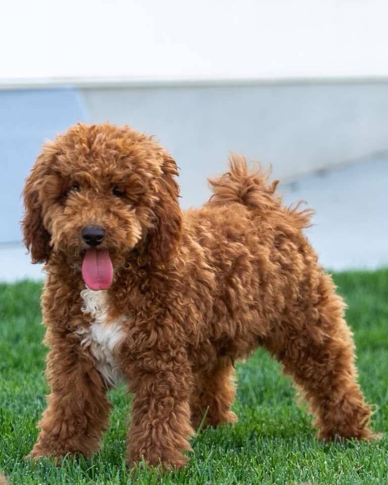 100% clear Deep Red/white Mini Goldendoodle Stud