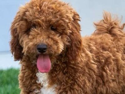 100% clear Deep Red/white Mini Goldendoodle Stud