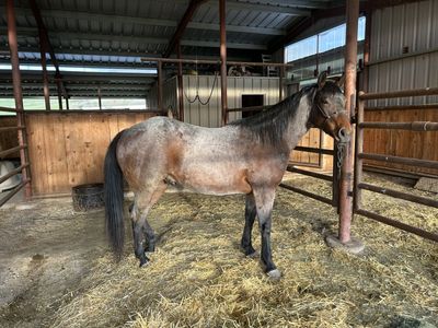 Nice AQHA Bay roan 2 year old gelding