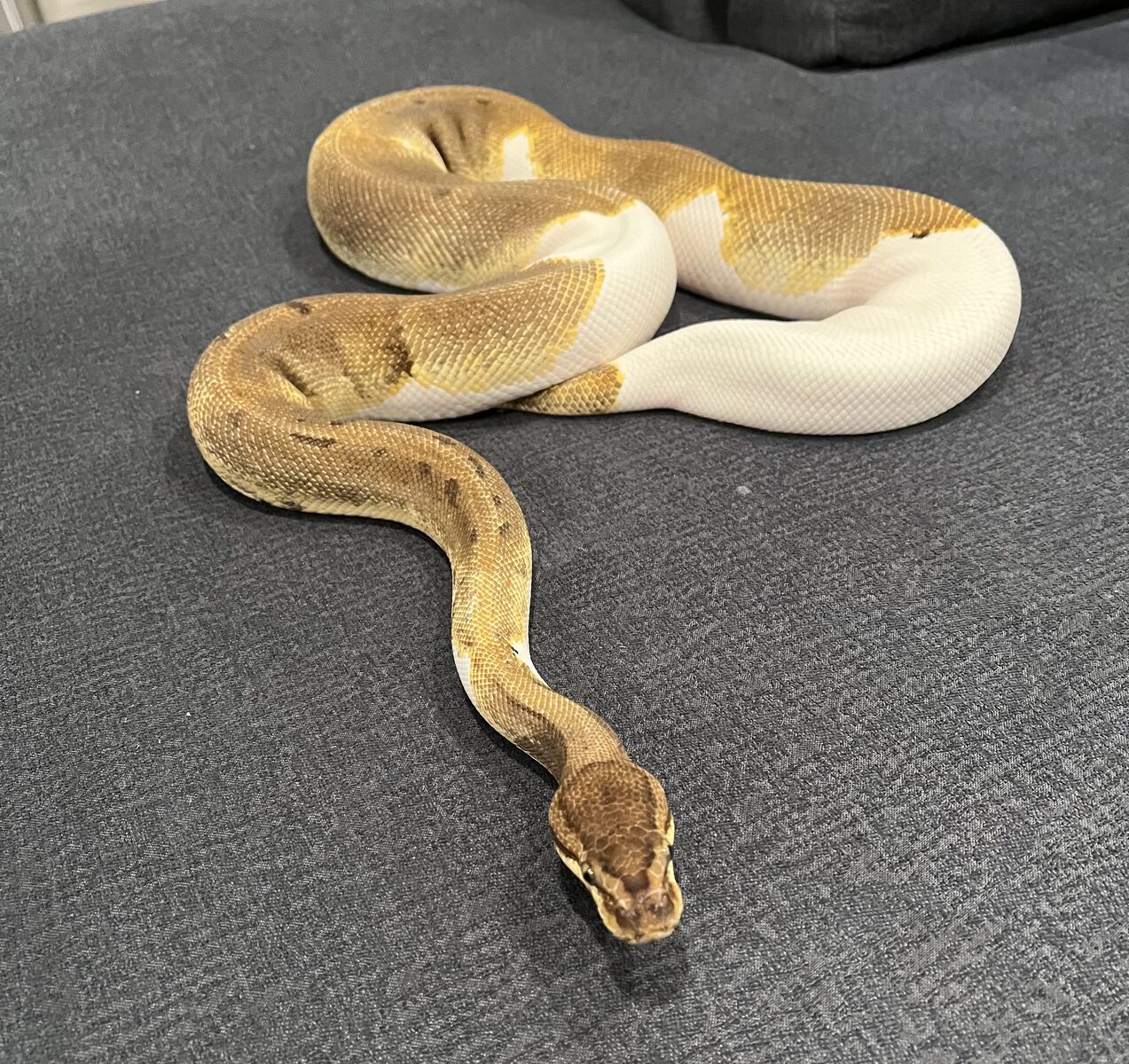 Female Enchi Pinstripe Pied Ball Python