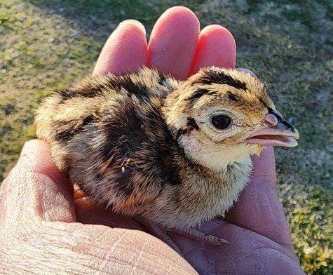 Chicks - Ringneck Pheasant Chicks