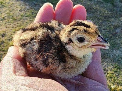 Chicks - Ringneck Pheasant Chicks