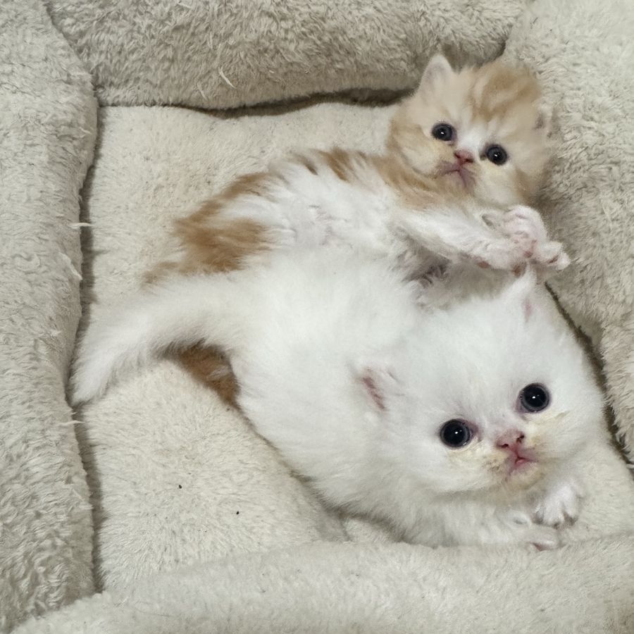 Persian Kittens