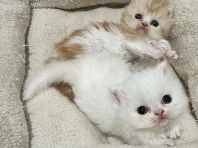 Persian Kittens