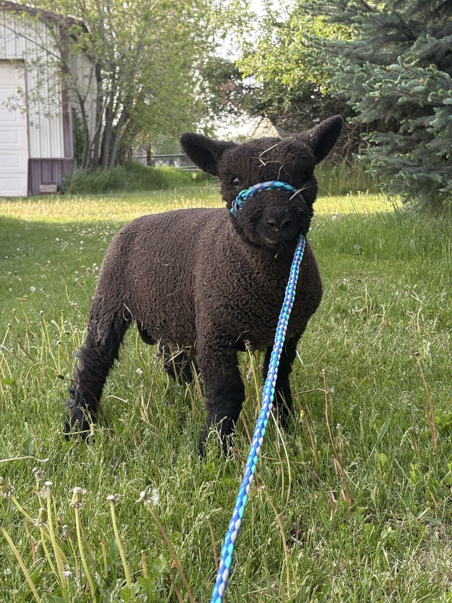 Purebred Babydoll Ram Lamb