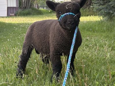 Purebred Babydoll Ram Lamb
