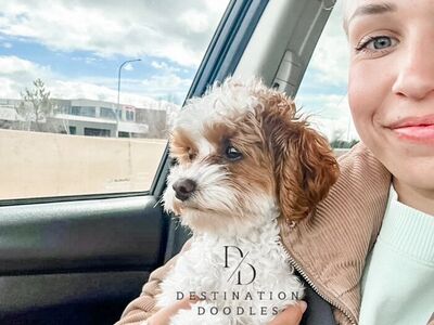 4lb Micro Cavapoo Stud 36.5% Cavalier +/- Bb 10/10