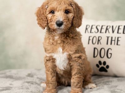 Multigen Standard Golden Doodle Puppies