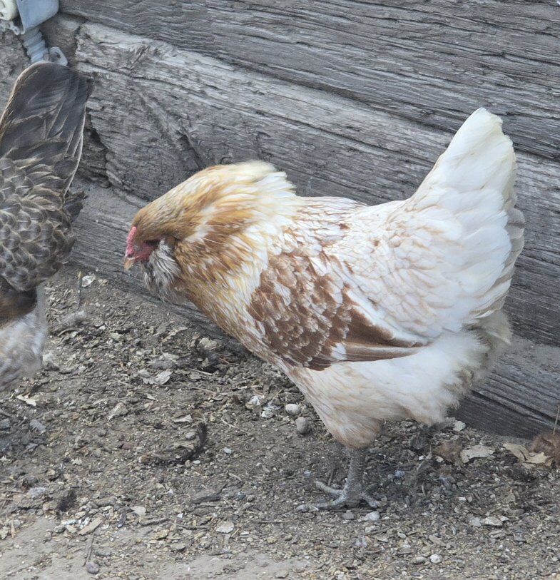 Americana Laying Hen