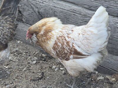 Americana Laying Hen