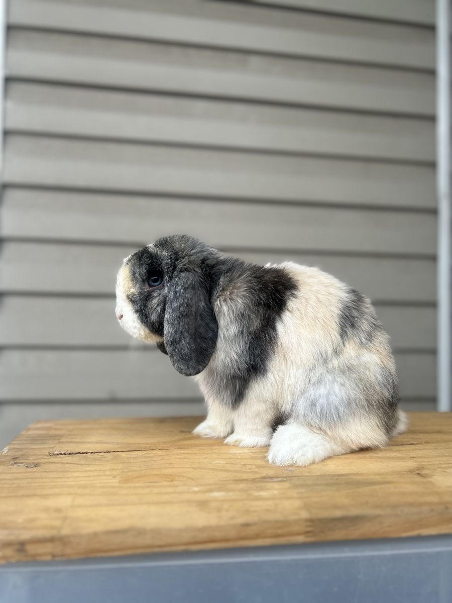 Holland lop buck (pedigree) 9 months old