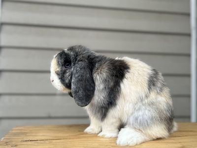 Holland lop buck (pedigree) 9 months old