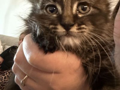 Maine coon kitten mix