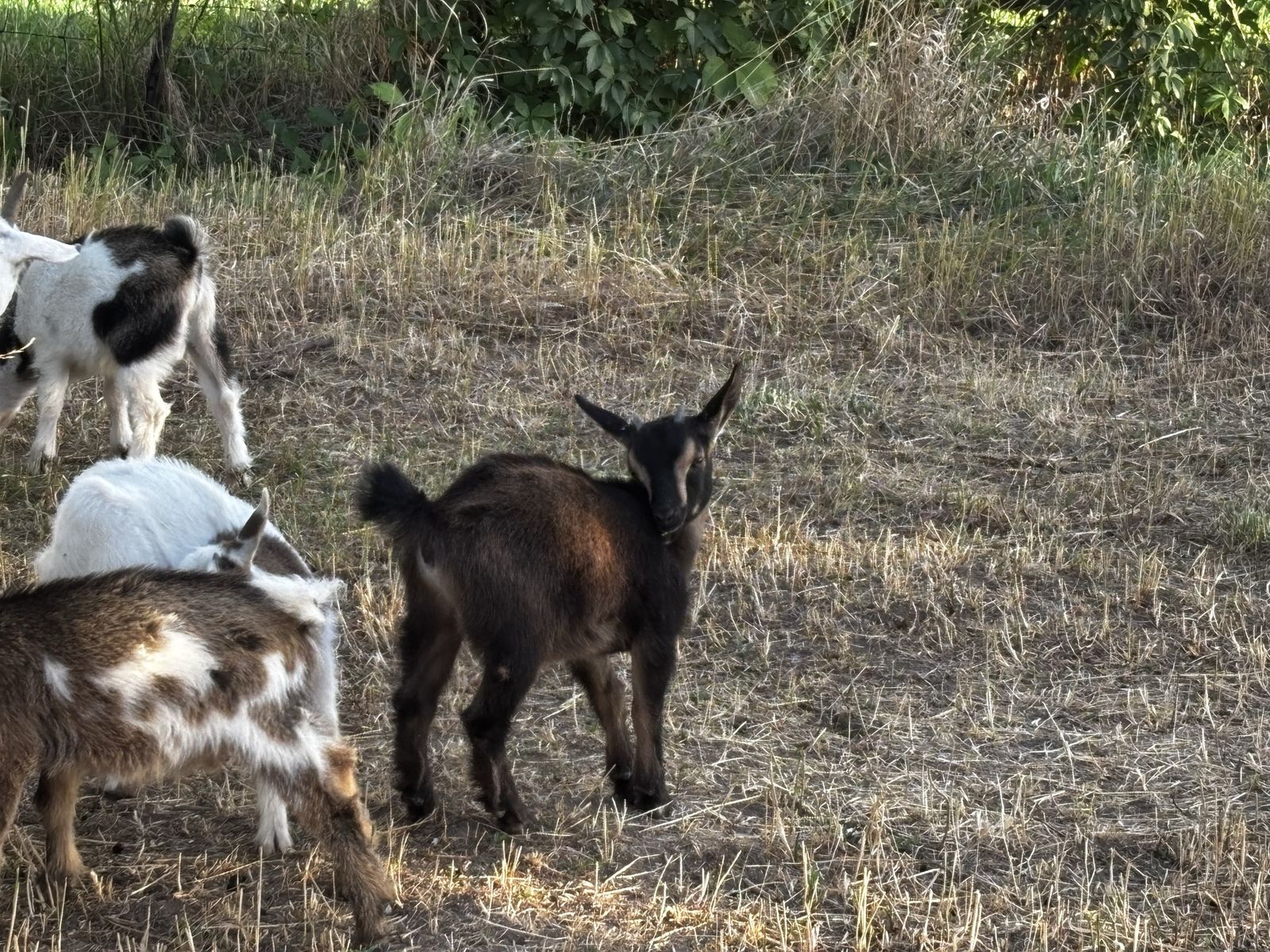 Nigerian Dwarf Goats