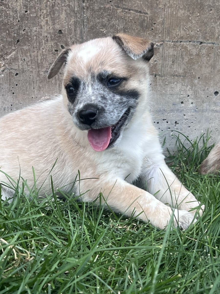 Red Heeler puppies