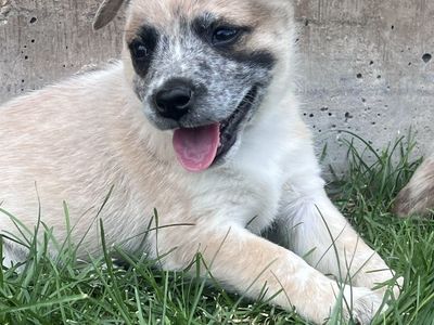 Red Heeler puppies