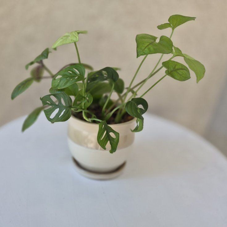Monstera Adansonii 'Swiss Cheese Plant' in Ceramic Planter - Live Houseplant