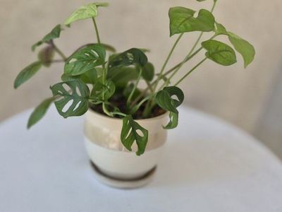 Monstera Adansonii 'Swiss Cheese Plant' in Ceramic Planter - Live Houseplant