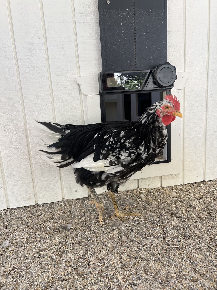 Mottled Java Rooster