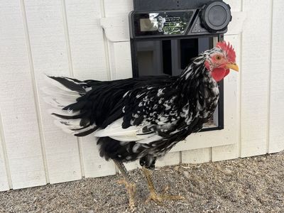 Mottled Java Rooster