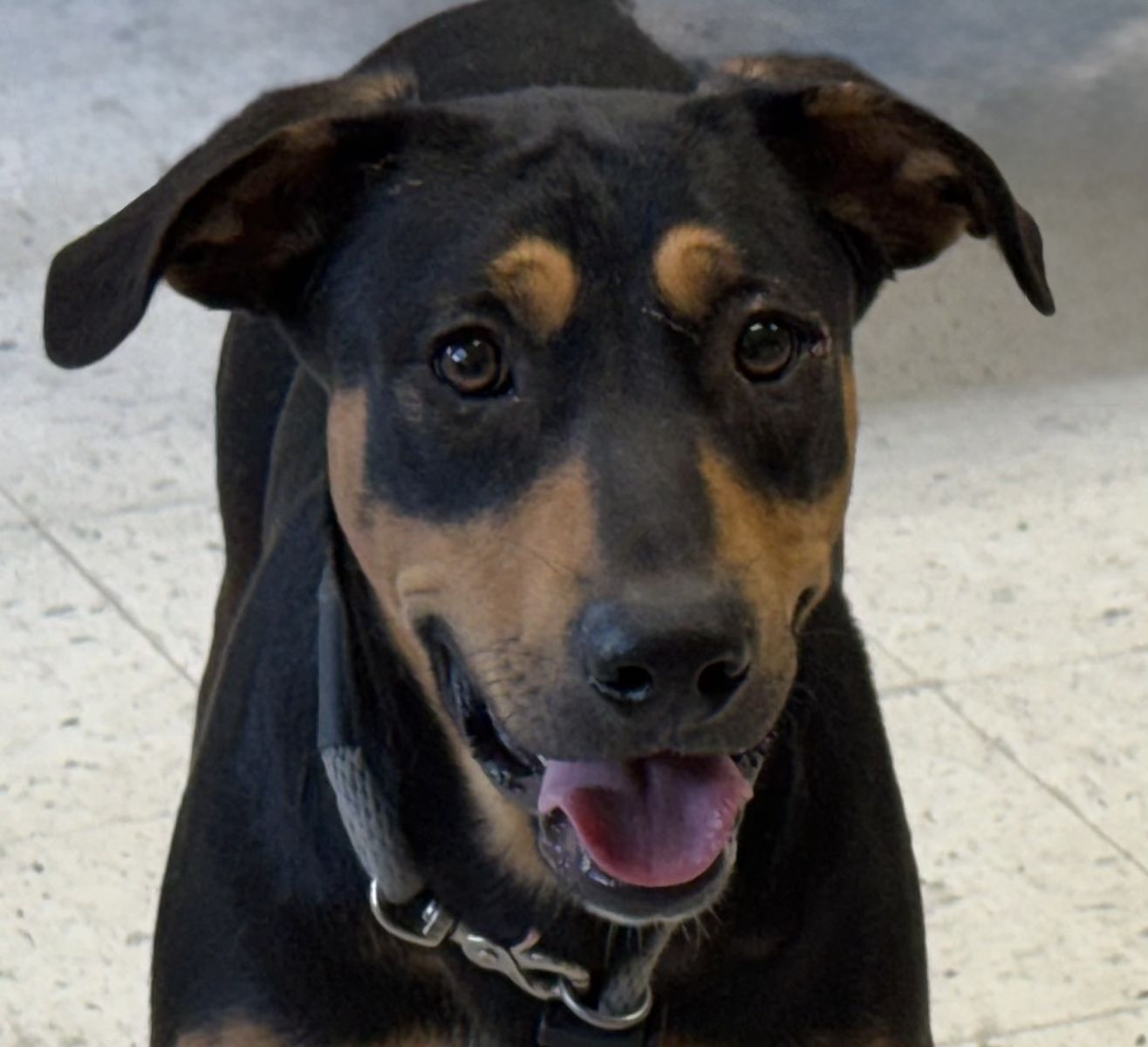 A165165 Sawyer is Available for Adoption!