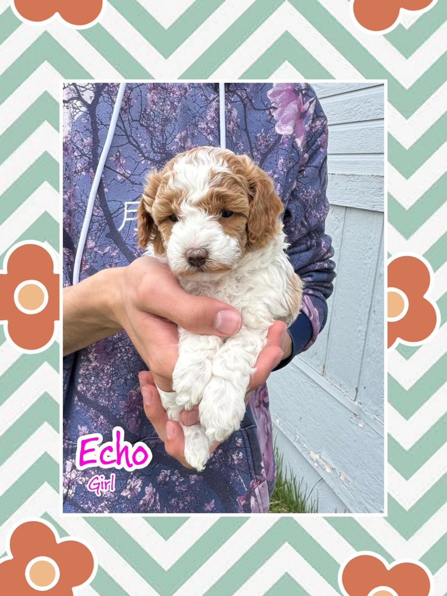 Toy/Mini Poodles, AKC