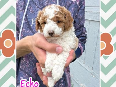 Toy/Mini Poodles, AKC