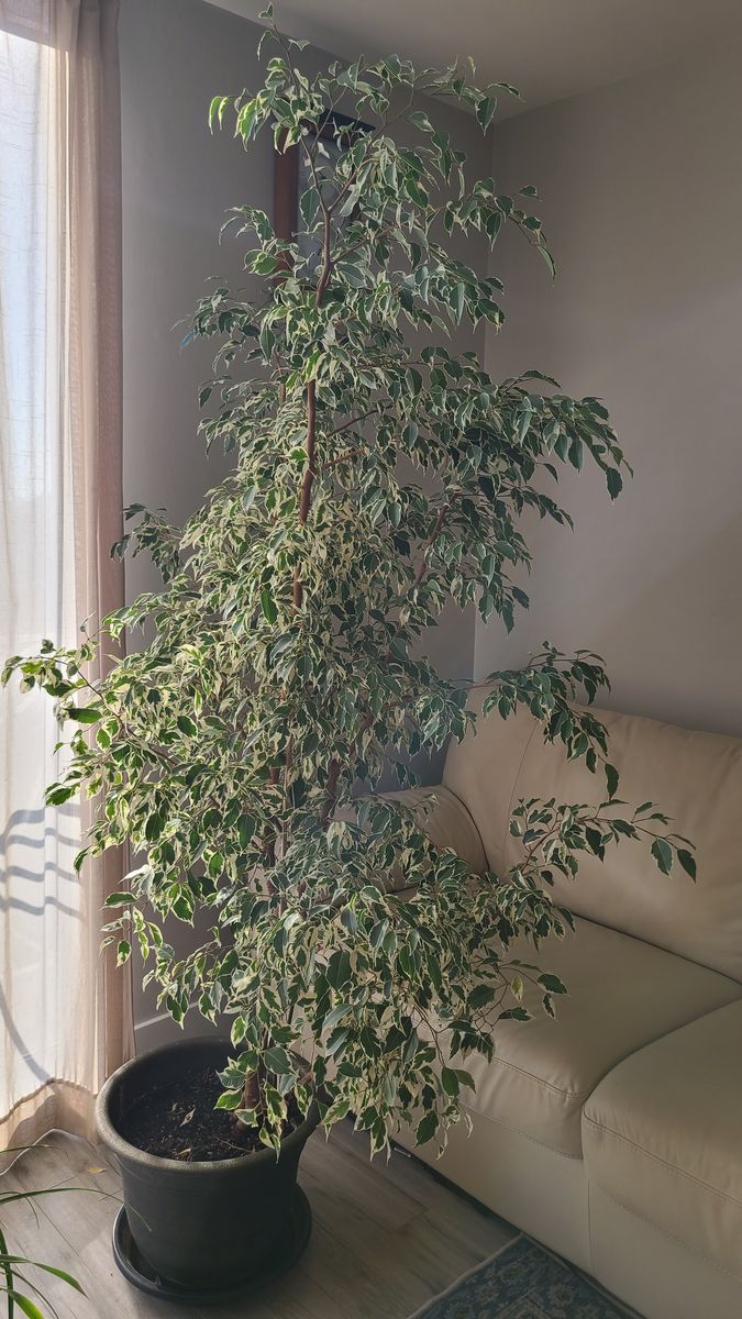 Ficus Benjamin Variegated