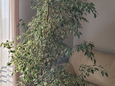 Ficus Benjamin Variegated
