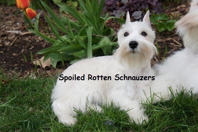 White Chocolate TOY size Mini Schnauzer Puppy! 