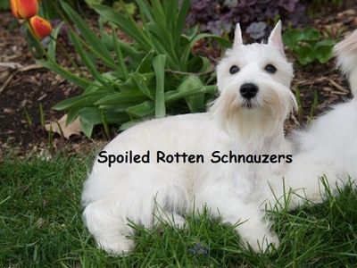 White Chocolate TOY size Mini Schnauzer Puppy!