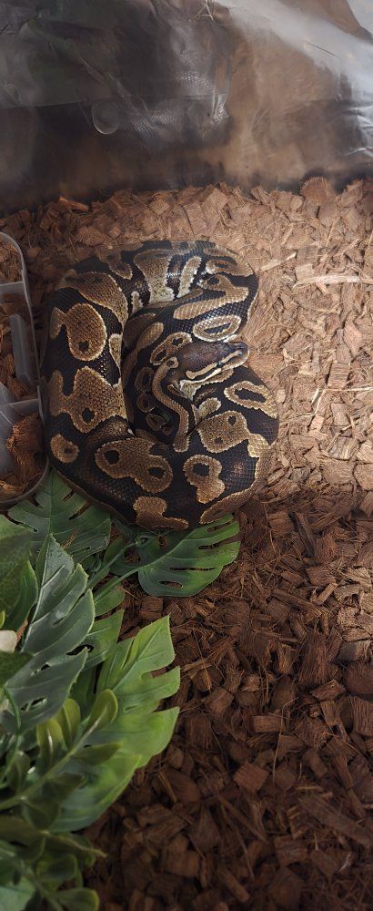 Female ball python