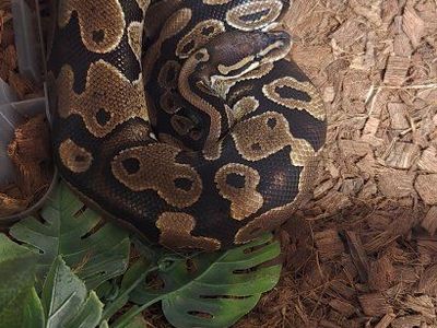 Female ball python