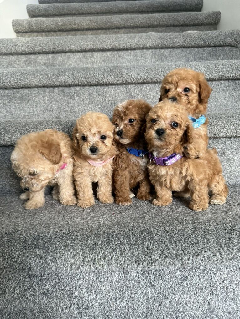 Purebred Toy Poodles
