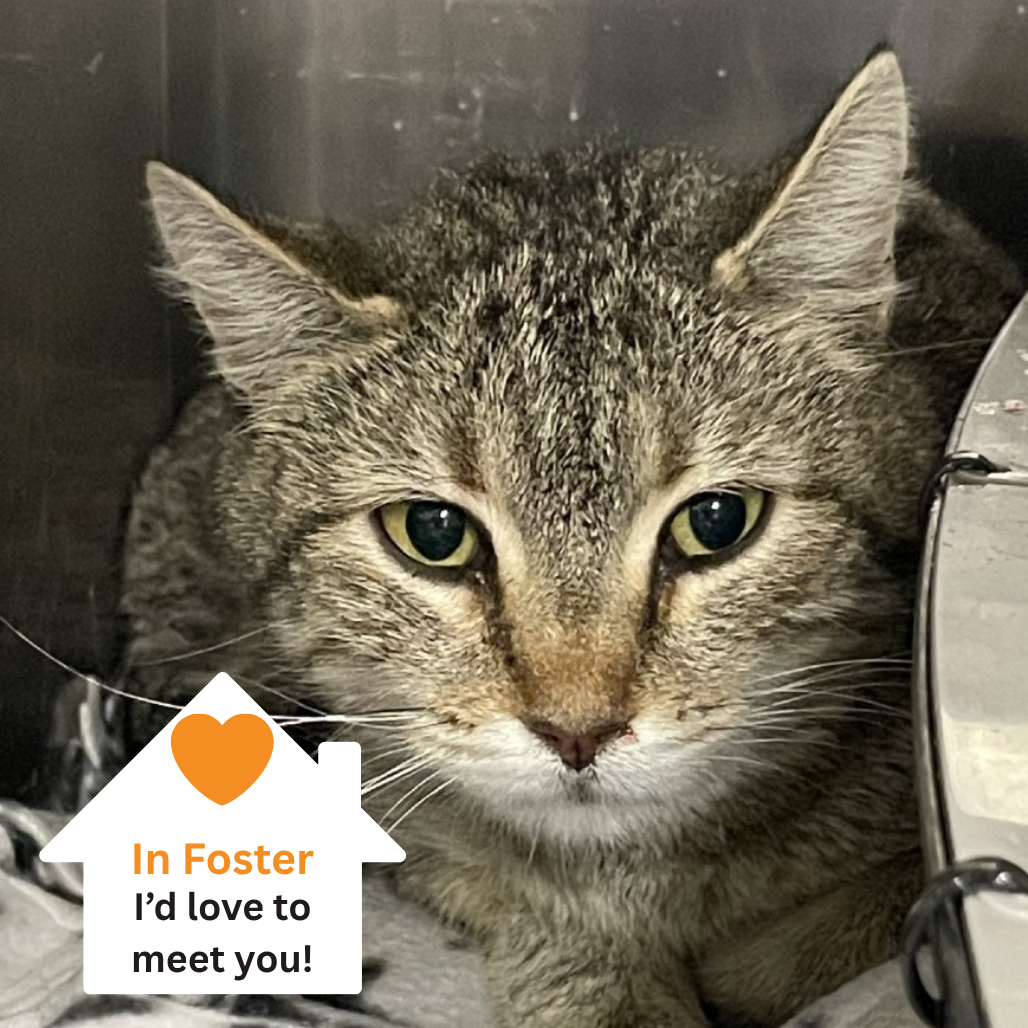 Hello my name is Fable