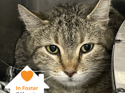 Hello my name is Fable