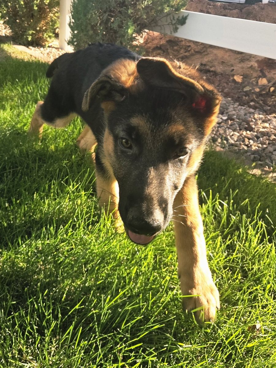 AKC German Shepherd Puppies