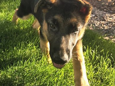 AKC German Shepherd Puppies