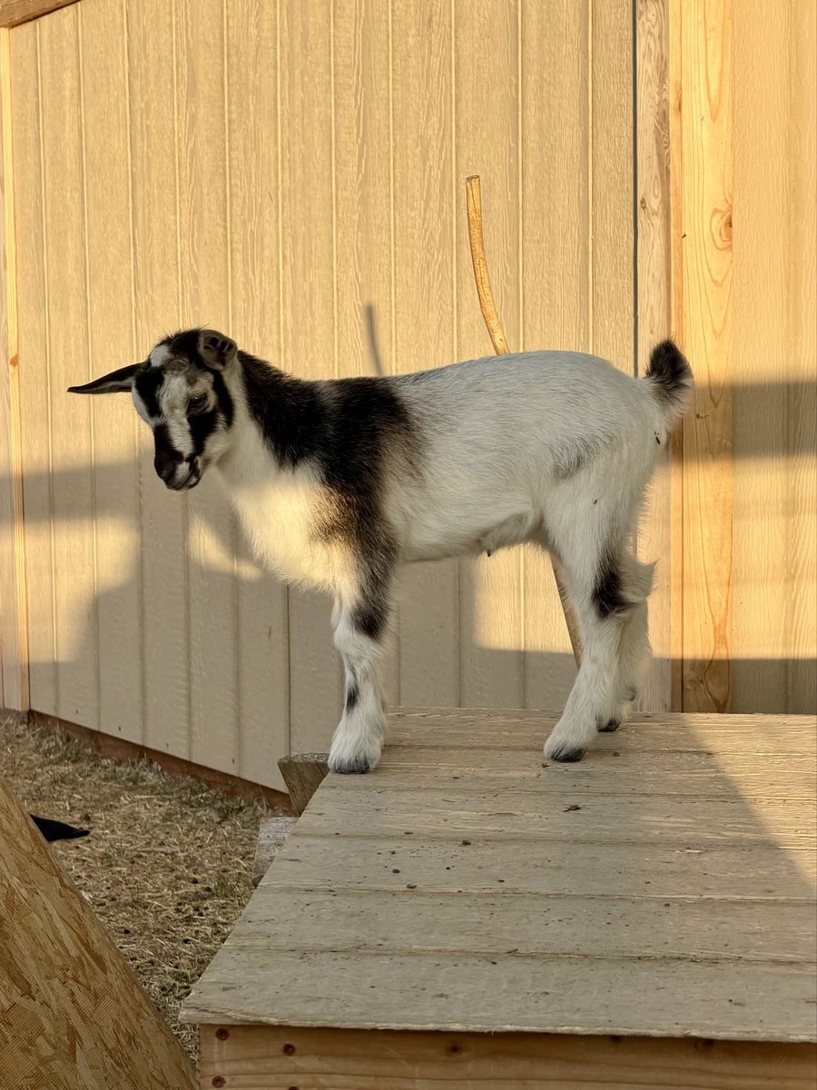 Nigerian Dwarf Doeling