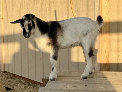 Nigerian Dwarf Doeling
