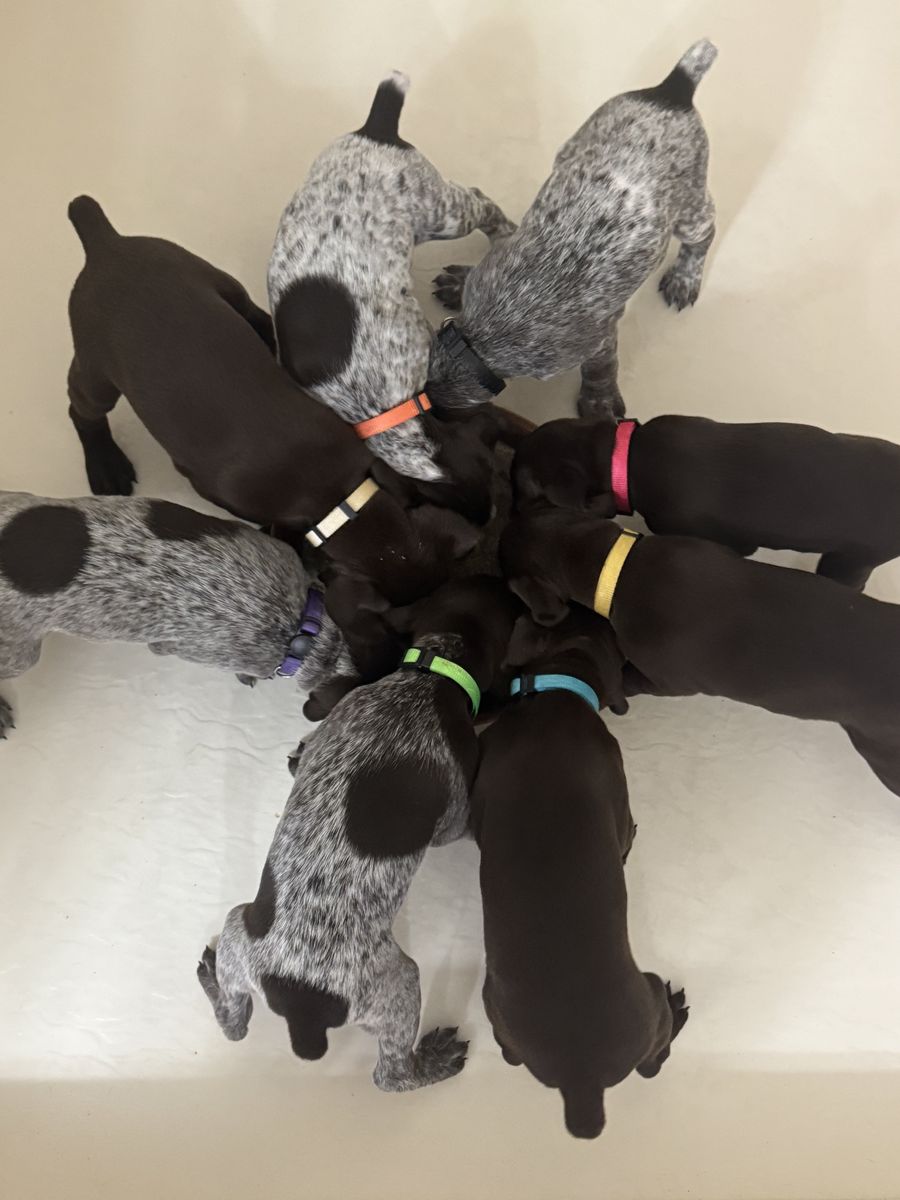AKC German Shorthair Pointer Puppies