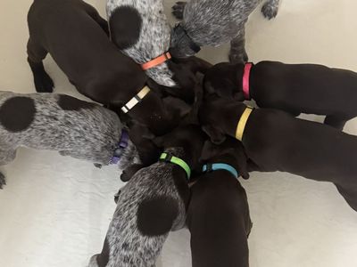 AKC German Shorthair Pointer Puppies
