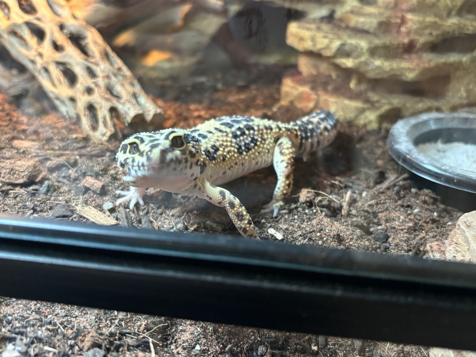 Leopard Gecko- 1yr