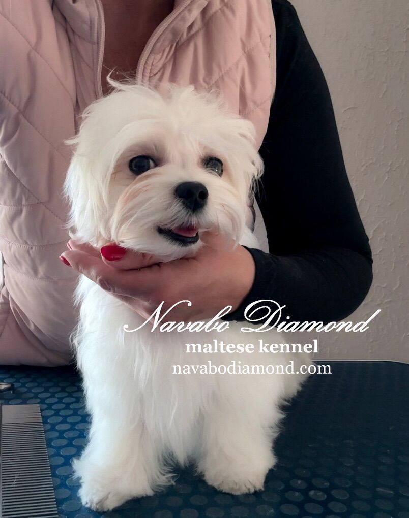 Maltese Puppy ( Boy )