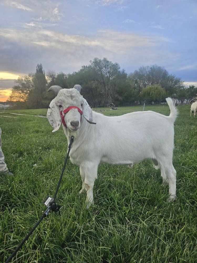 Fullblood Savanna Goat Buck