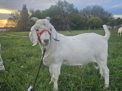 Fullblood Savanna Goat Buck