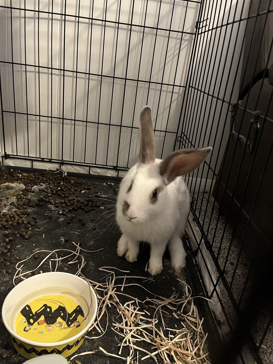 Snowball the bunny
