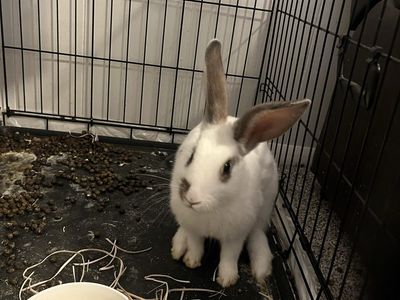 Snowball the bunny