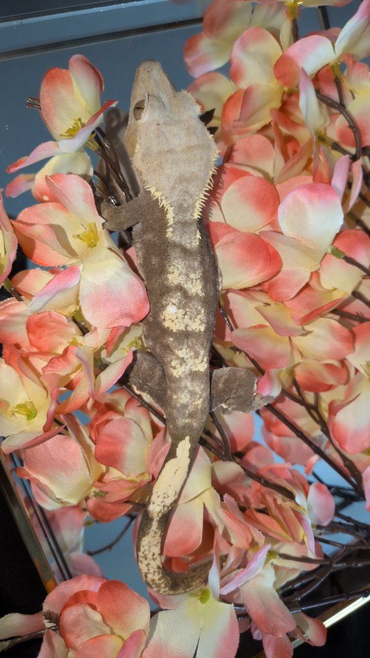 Female crested gecko