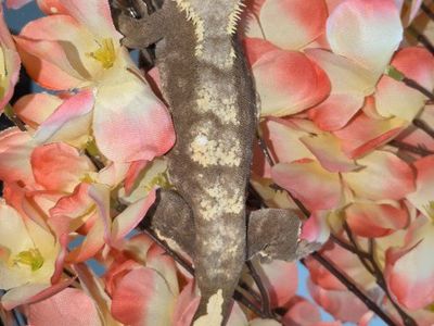Female crested gecko